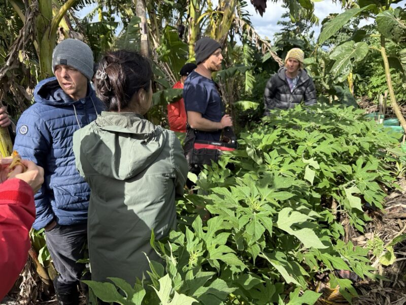 Productive and support trees in syntropic system